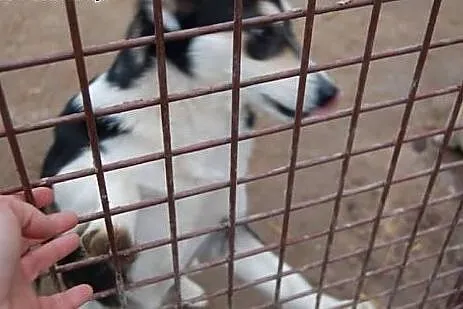 Marcysia młoda potulna sunia marzy o kochającym do