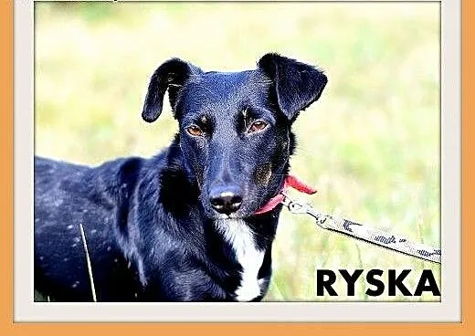 RYSKA,jamnik mix,7kg,młoda,roczna,przyjazna,nieśmi