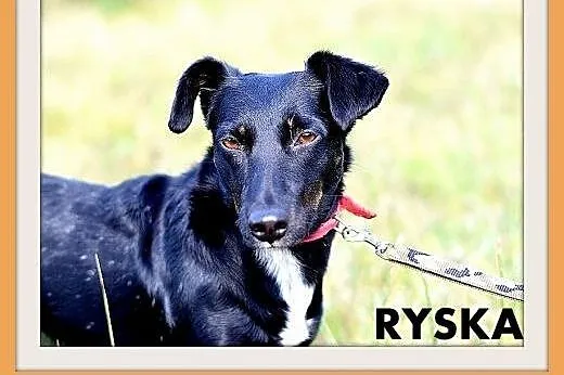 RYSKA,jamnik mix,7kg,młoda,roczna,przyjazna,nieśmi