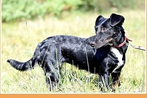 RYSKA,jamnik mix,7kg,młoda,roczna,przyjazna,nieśmi