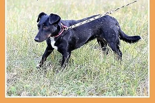 RYSKA,jamnik mix,7kg,młoda,roczna,przyjazna,nieśmi