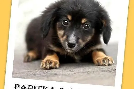 2,5mies. szczeniak,mała docelowo suczka PAPITKA.Adopcja,  śląskie Katowice
