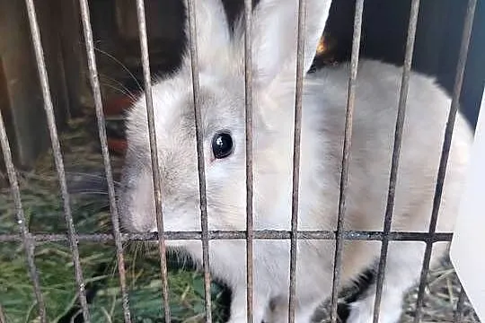 Sprzedam królika miniaturkę samca
