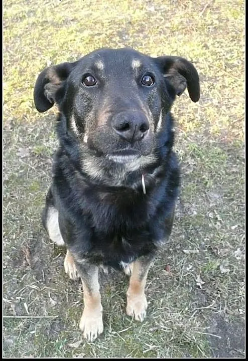 Adoptuj Dyzia - uroczego Onka!, mazowieckie Warsz