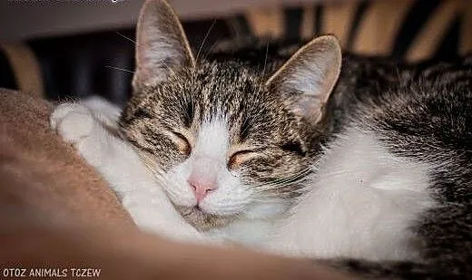 OTOZ Animals - Calibra - cudowna, spokojna, roczna