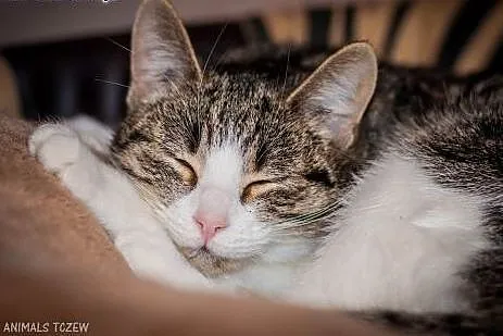 OTOZ Animals - Calibra - cudowna, spokojna, roczna