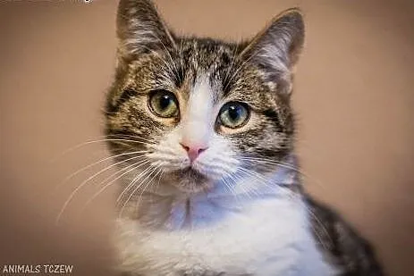 OTOZ Animals - Calibra - cudowna, spokojna, roczna