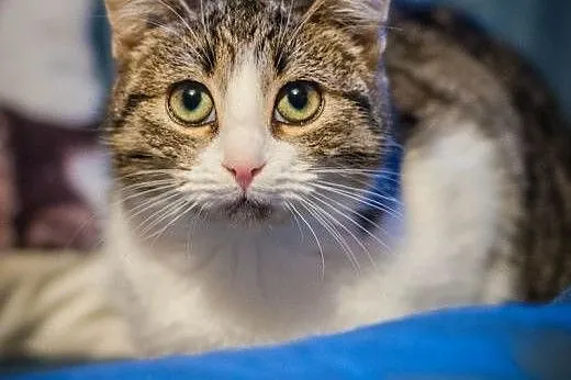 OTOZ Animals - Calibra - cudowna, spokojna, roczna