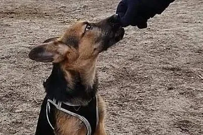 BELVITA - cudny szczeniak do adopcji!