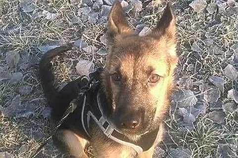 BELVITA - cudny szczeniak do adopcji!, Mazowieckie, Warszawa
