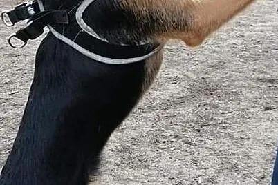 BELVITA - cudny szczeniak do adopcji!, Mazowieckie, Warszawa