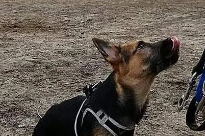 BELVITA - cudny szczeniak do adopcji!, Mazowieckie, Warszawa