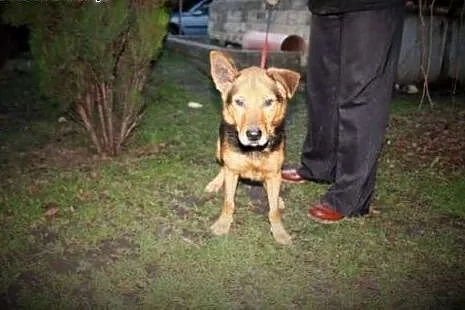 Barman - psiak - w typie owczarka niemieckiego - do adopcji,  śląskie Katowice