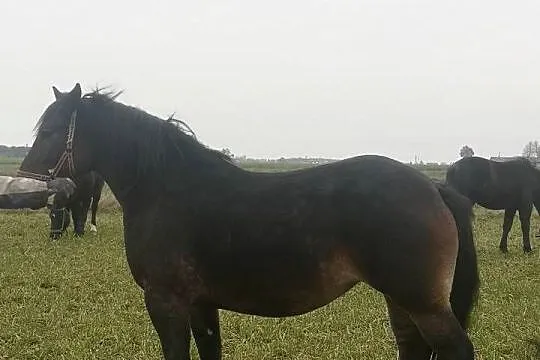 Klacz zimnokrwista źrebna, Łódzkie, Czerniewice