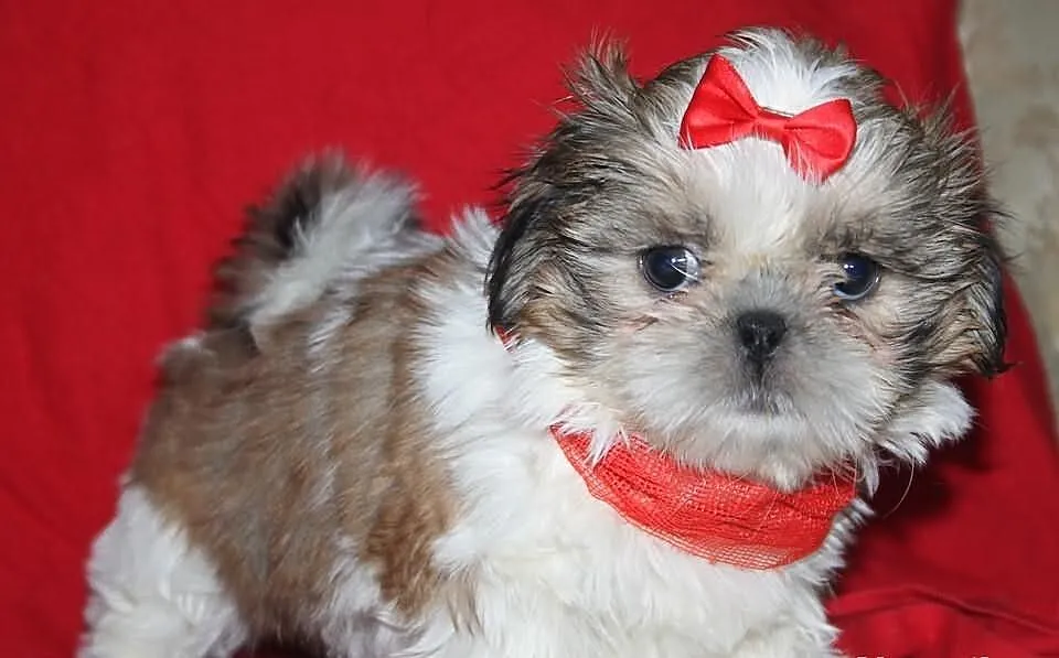 Suczki shih tzu Biało złota,Tri color i Biało ruda