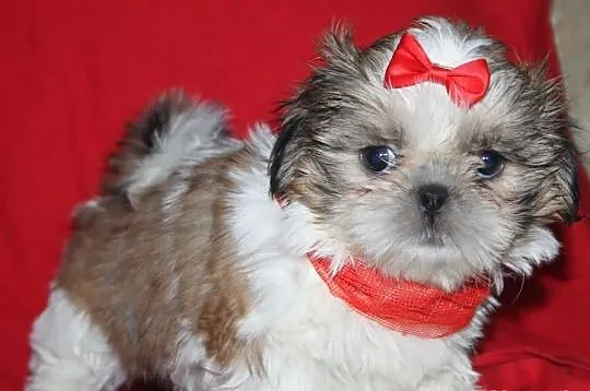 Suczki shih tzu Biało złota,Tri color i Biało ruda