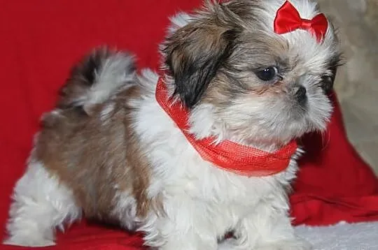 Suczki shih tzu Biało złota,Tri color i Biało ruda