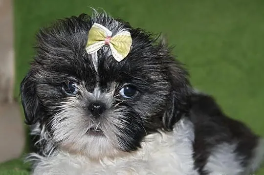 Suczki shih tzu Biało złota,Tri color i Biało ruda