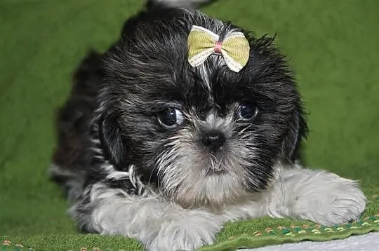 Suczki shih tzu Biało złota,Tri color i Biało ruda