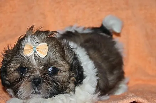 Suczki shih tzu Biało złota,Tri color i Biało ruda