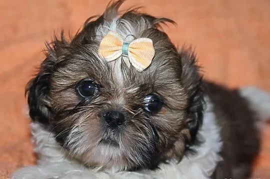 Suczki shih tzu Biało złota,Tri color i Biało ruda