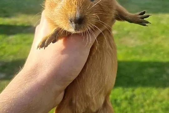 Świnki morskie świnka morska kawia domowa kalifornia california, Śląskie, Rybnik