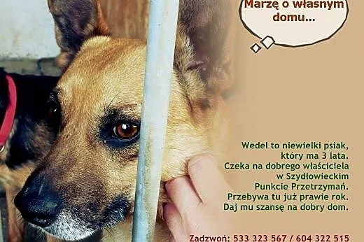 Szukasz słodkiego kundelka? Adoptuj Wedelka,  mazowieckie Warszawa