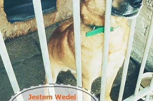 Szukasz słodkiego kundelka? Adoptuj Wedelka,  mazo