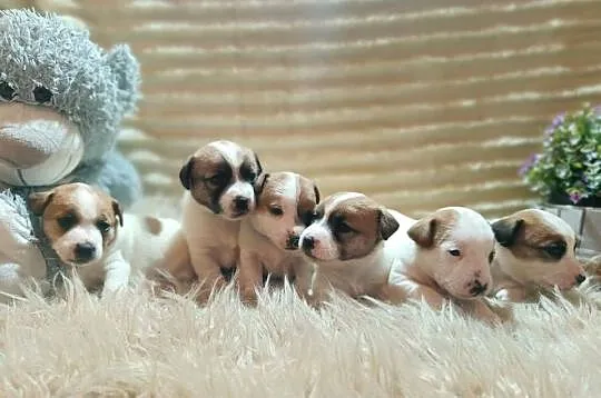 Jack Russell terrier fci