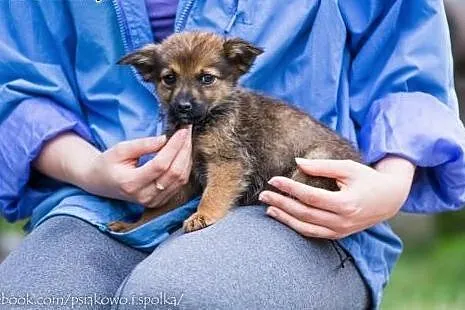 2 słodkie SZCZENIĘTA, cudowne suczki szukają odpow