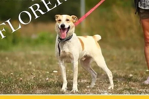 FLOREK – młody,kontaktowy,bardzo przyjazny pies, waga 20 kg. Adopcja.,  małopolskie Kraków