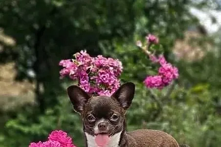 Czekoladowy szczeniak chihuahua