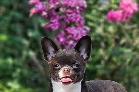 Czekoladowy szczeniak chihuahua, Zachodniopomorskie, Szczecin