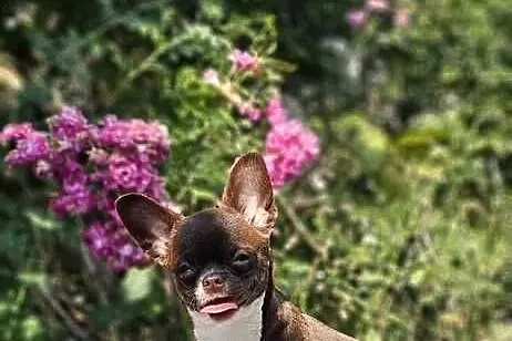 Czekoladowy szczeniak chihuahua, Zachodniopomorskie, Szczecin