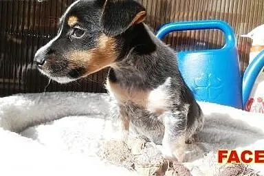 Szczeniaczek tylko w dobre ręcę... ,  mazowieckie 