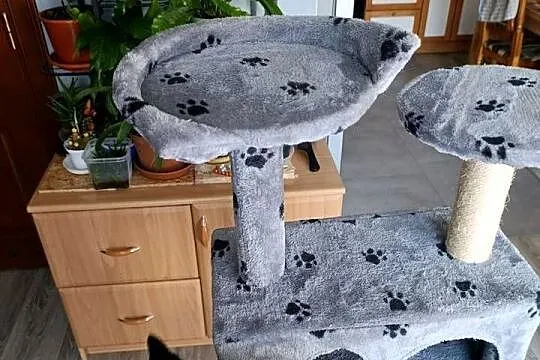 drapak dla kota mega pilnie sprzedam, Wielkopolskie, Poznań