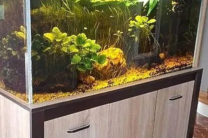 Akwarium 450l, Wielkopolskie, Nieborzyn