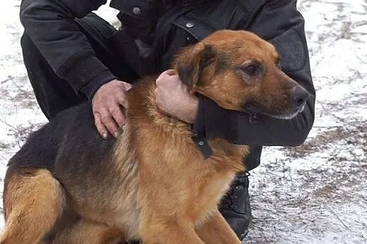 Elton owczarkowaty psiak szuka domu,  Kundelki cał