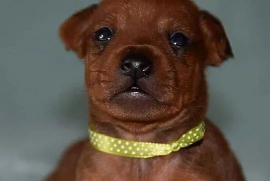 Pinczer Miniaturowy ZKWP FCI, Mazowieckie, Łochów