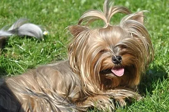 YORKI YORK (nie biewer) OCEAN PEARL