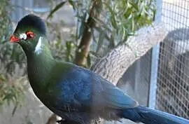 Turaco Białouche Para ( Turaco Leucotis)