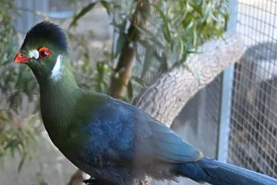 Turaco Białouche Para ( Turaco Leucotis)