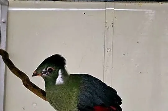 Turaco Białouche Para ( Turaco Leucotis), Wielkopolskie, Oborniki