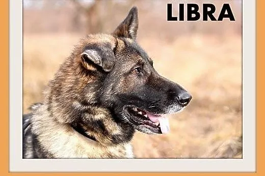 LIBRA-owczarek niem.duża,łagodna,mądra suka wilcza