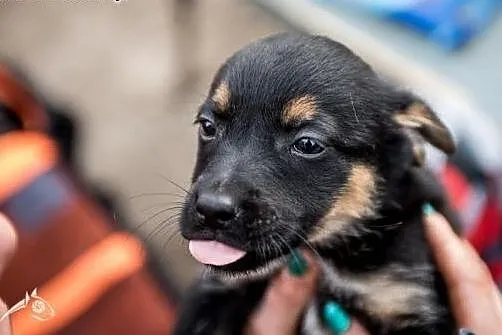 Papuśny rozrabiaka - szczeniak do adopcji,  mazowi
