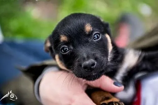 Papuśny rozrabiaka - szczeniak do adopcji,  mazowi