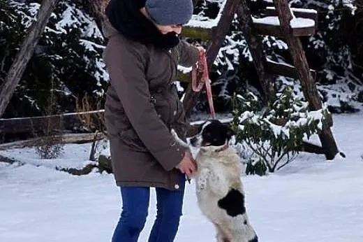 Hipcio, śliczny, wesoły psiaczek szuka domu!,  Kun