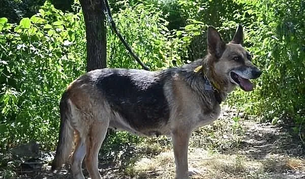 Lala - czy znajdzie się ktoś, kto da jej dobry dom