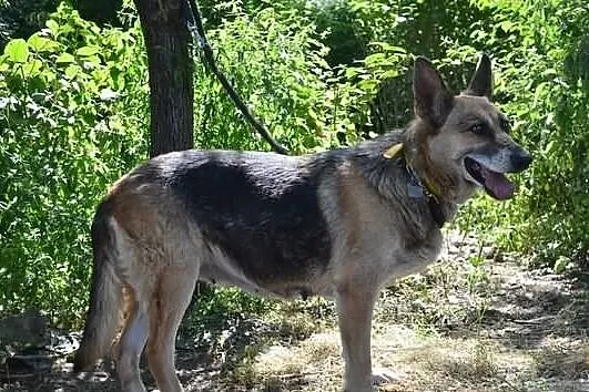 Lala - czy znajdzie się ktoś, kto da jej dobry dom
