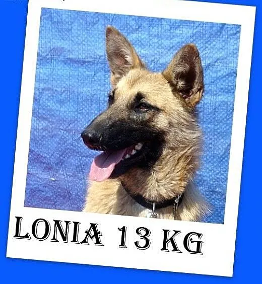 7 mies.średnia 13kg,jak mini belg,łagodna,wesoła